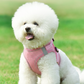 🐾 Breathable Mesh Dog Harness Vest — Lightweight, No-Pull Control & Reflective for Night Walks