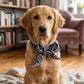 🔥Buy 1 Get 1 Free🔥Summer Pet Cooling Collar Wrap