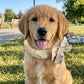 🔥Buy 1 Get 1 Free🔥Summer Pet Cooling Collar Wrap