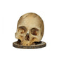 💀 CREATIVE RESIN SKULL KNIFE HOLDER — Gothic Kitchen Storage | Multi-Purpose Organiser | Unique Home Decor 🦴
