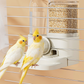🐦 2-in-1 Automatic Bird Feeder and Waterer for Cage — Gravity-Fed No-Mess Feeder| Cage-Mount Design