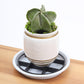 🪴 Root-Saving Plant Saucer with Internal Risers – Elevated Drip Tray for Pots, Prevents Root Rot & Protects Surfaces 🌱✨