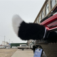 🚗 Animated Plush Car Tail: Voice/Remote/Pat Control, USB Rechargeable, Weatherproof
